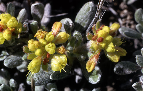 Eriogonum caespitosum